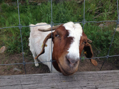 Fencing for Dairy Goats Image